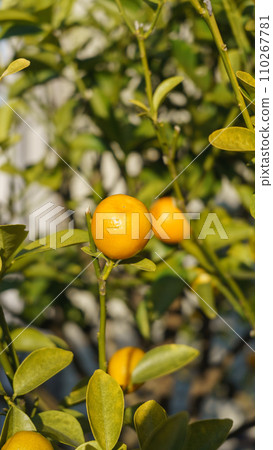 Kumquat fruit 110267781