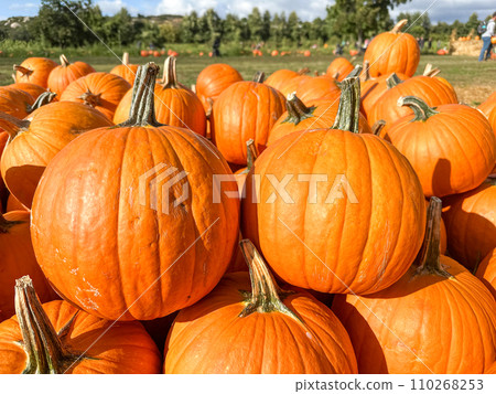 Pumpkins in the field during harvest time in fall. Halloween preparation 110268253