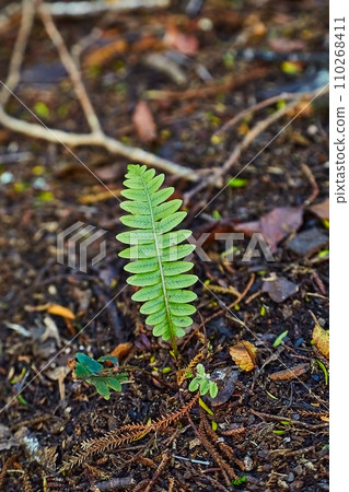 Small fern plants emerging from soil 110268411