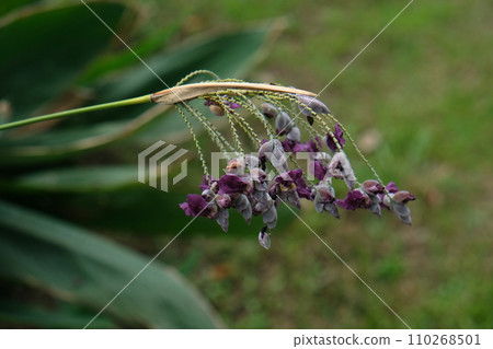 Thalia dealbata J.fraser 110268501