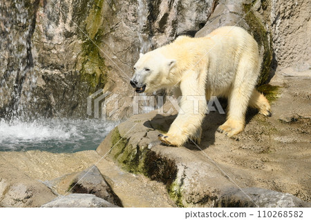 北極熊 北極熊 110268582