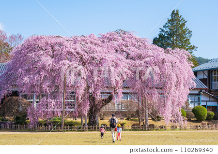 Branched cherry blossoms at Ichihara School 110269340