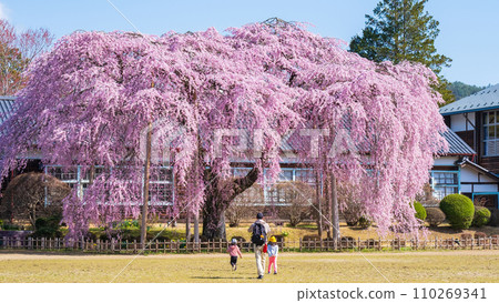 Branched cherry blossoms at Ichihara School 110269341