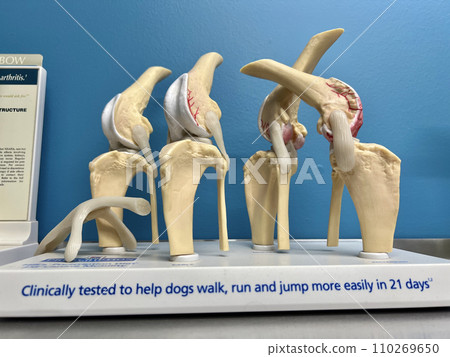 Dog bone model at a veterinary hospital Dog bone model at a veterinary hospital 110269650