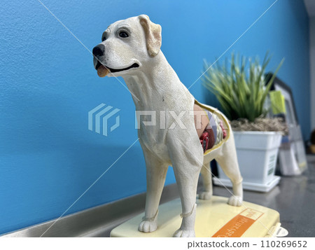 Dog body model at a veterinary hospital Dog body model at a veterinary hospital 110269652