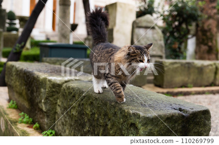 Cats on the details of ancient architecture 110269799