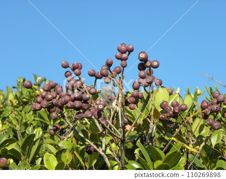 Sharimbai's ripe fruit 110269898