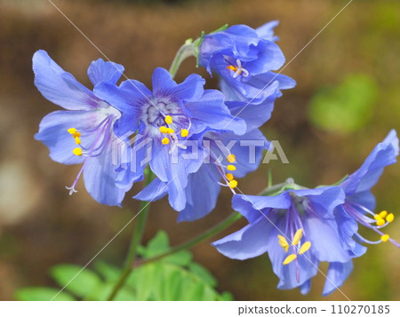 Hidaka Hanashinobu 110270185