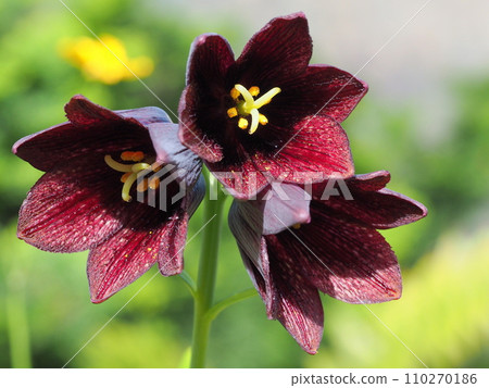 Black lily 110270186