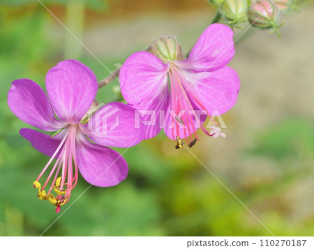 Geranium macrorhythm Geranium macrorhythm 110270187