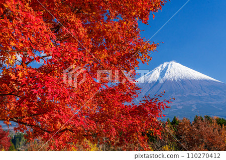 鮮紅的楓葉和富士山 110270412
