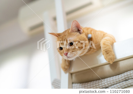 adorable cat with relax action  110271080