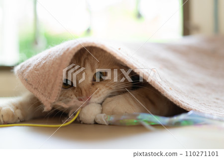 adorable cat with relax action adorable cat with relax action 110271101