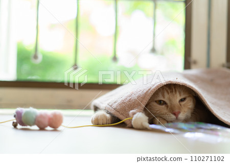 adorable cat with relax action  110271102