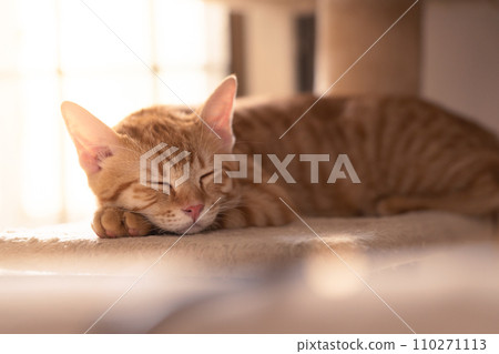 adorable cat with relax action adorable cat with relax action 110271113