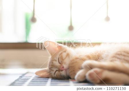adorable cat with relax action adorable cat with relax action 110271130
