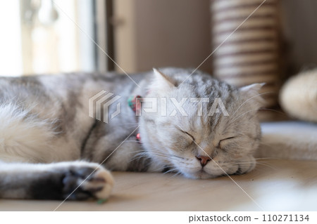 adorable cat with relax action adorable cat with relax action 110271134