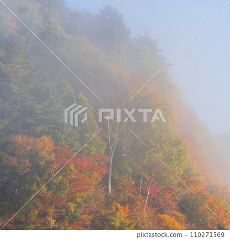 在早晨薄霧包裹的秋葉 110271569