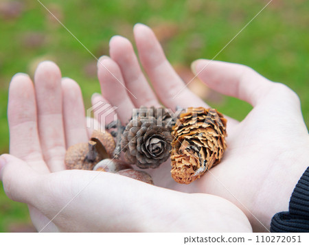 Beautiful dried pine cones from park arranged in hand. 110272051