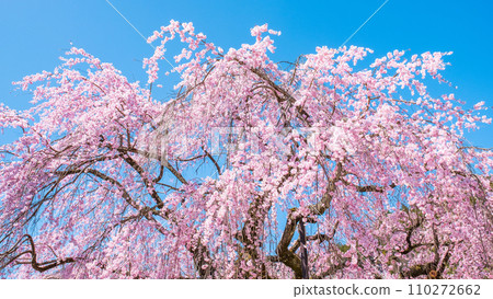 村莊村階段櫻桃樹 110272662