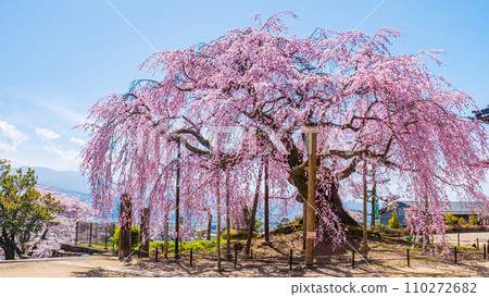 村莊村階段櫻桃樹 村莊村階段櫻桃樹 110272682