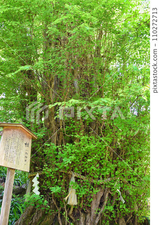 Kyoto Fresh Green Kifune Shrine Chugu Shrine Katsura Tree (Kyoto City, Kyoto Prefecture) 110272713