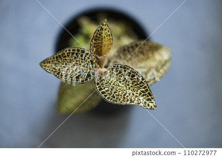蘭花寶石蘭花 Anect 殺死混合光暗形態 蘭花寶石蘭花 Anect 殺死混合光暗形態 110272977