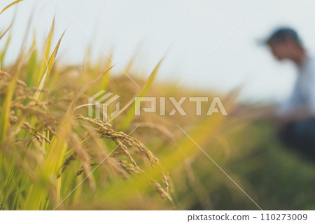 稻穗 農家 農民 110273009