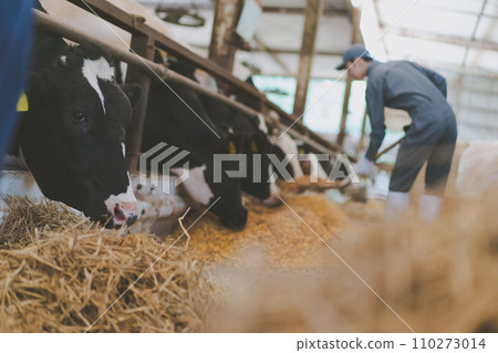 cow, cattle, cows 110273014