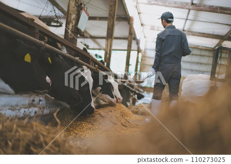 cow, cattle, cows 110273025