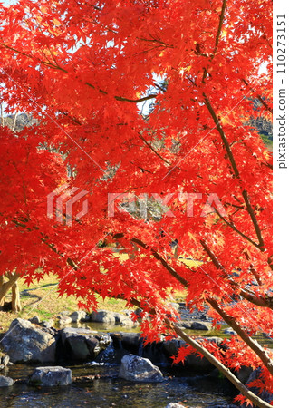 Maruyama公園,京都秋葉 Maruyama公園,京都秋葉 110273151
