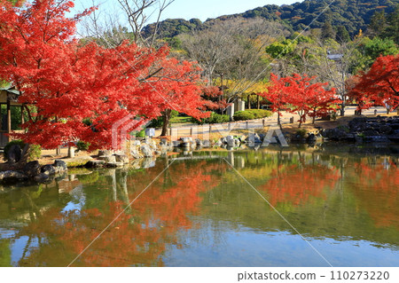 Autumn leaves at Maruyama Park, a scenic spot in Kyoto Autumn leaves at Maruyama Park, a scenic spot in Kyoto 110273220