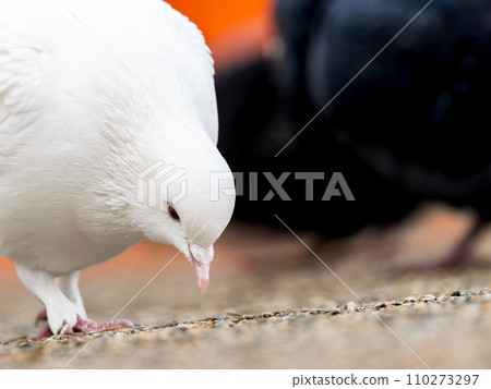 White pigeon eating food 110273297
