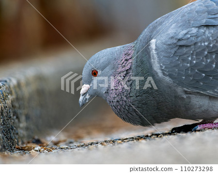 鴿子吃食物（鴿子） 110273298