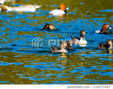 A flock of pintail ducks and white-tailed ducks swimming in the pond 110273481