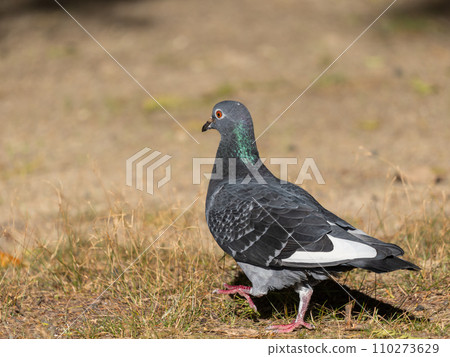 鴿子在地上行走 鴿子在地上行走 110273629
