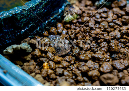 埋在地下的南部蟾蜍 埋在地下的南部蟾蜍 110273683