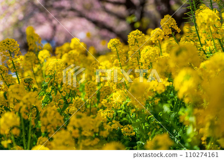 一片油菜花田,美麗的亮黃色 一片油菜花田,美麗的亮黃色 110274161