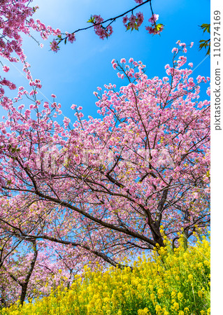 [Kanagawa Prefecture] Kawazu cherry blossoms and rape blossom fields that bloom vividly on Mt. Matsuda 110274169