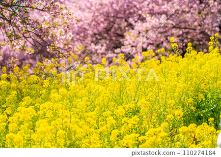 美麗的亮黃色油菜花田和河津櫻花 美麗的亮黃色油菜花田和河津櫻花 110274184