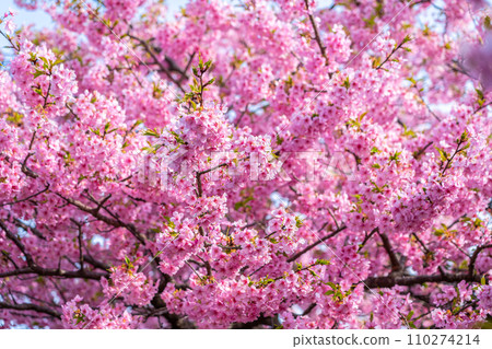 Kawazu cherry blossoms that bloom brightly 110274214