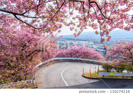 [神奈川縣] 從松田山眺望河津櫻花和街景 110274216