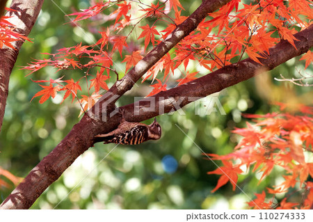 Pygmy woodpecker perched on a tree with autumn leaves 110274333