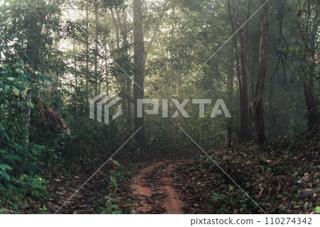 Nature in the forest in the morning, fresh forest entrance and morning light Nature in the forest in the morning, fresh forest entrance and morning light 110274342