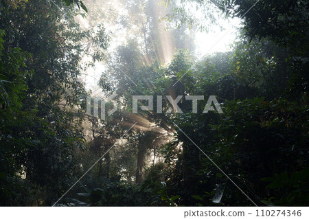 Nature in the forest in the morning, fresh forest entrance and morning light 110274346