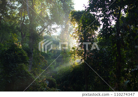 Nature in the forest in the morning, fresh forest entrance and morning light Nature in the forest in the morning, fresh forest entrance and morning light 110274347