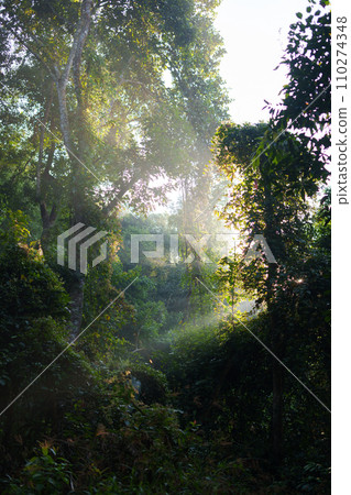 Nature in the forest in the morning, fresh forest entrance and morning light Nature in the forest in the morning, fresh forest entrance and morning light 110274348