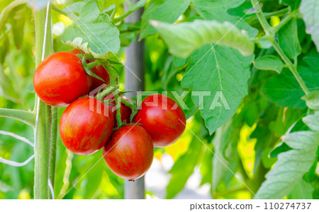 Tigerella red tomatoes growing in greenhouse. Tigerella red tomatoes growing in greenhouse. 110274737