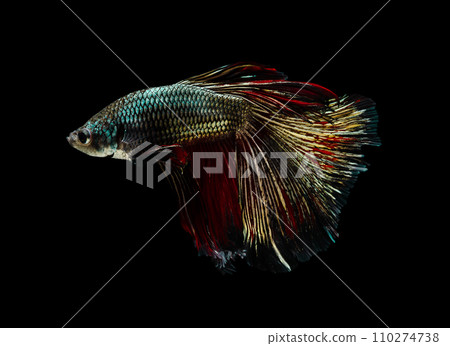 Copper half moon Betta splendens fish (Siamese fighting fish) on black background. 110274738