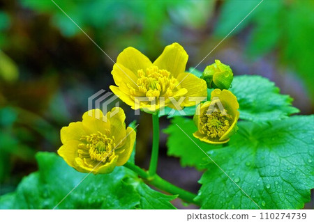 矢石山毛茛 110274739